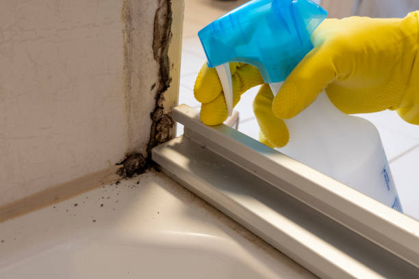 Best Residential Mold Removal  in Whitehouse, OH