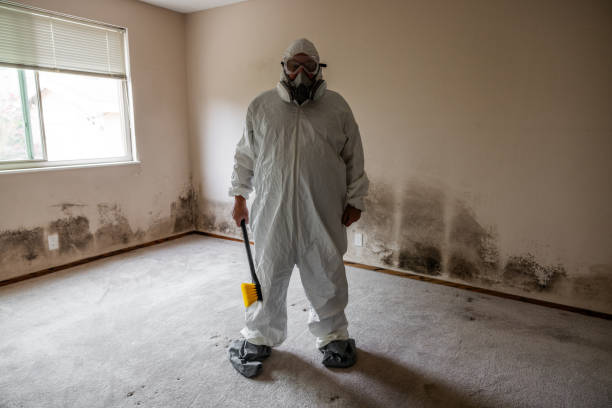 Best Mold Removal Process  in Whitehouse, OH